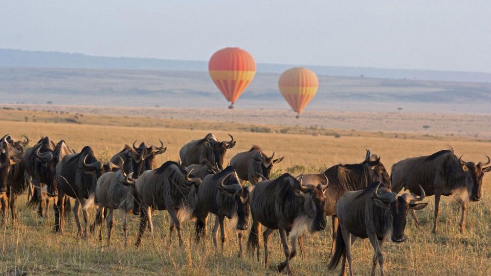 1-Day Masai Mara National Reserve Road Trip - Just The Basics