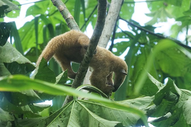 4-Day Wildlife Camping Tour to Pacaya-Samiria National Park From Iquitos, Peru