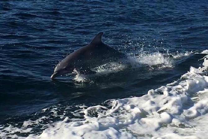 Alabama Gulf Coast Dolphin Cruise - Activity Overview