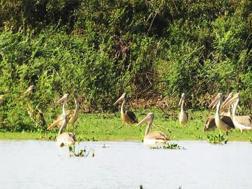 Boeng Peariang Bird Sanctuary in Siem Reap