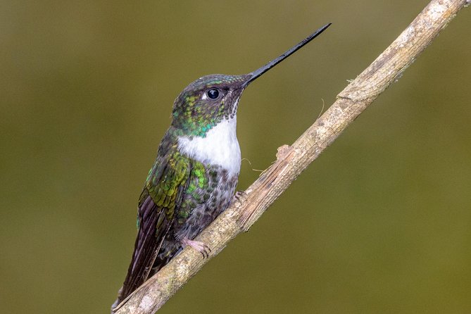 Bogotá, Colombia Private 3-Day Hummingbird Tour - Pricing Details