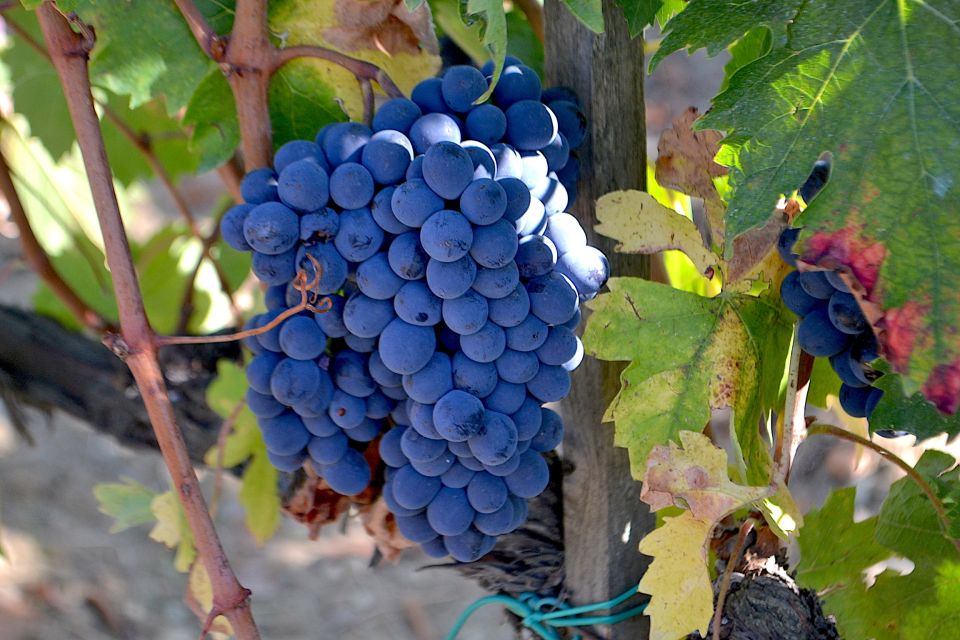 Brunello Montalcino Full-Day Wine Tour From Florence - Tour Duration and Cancellation Policy