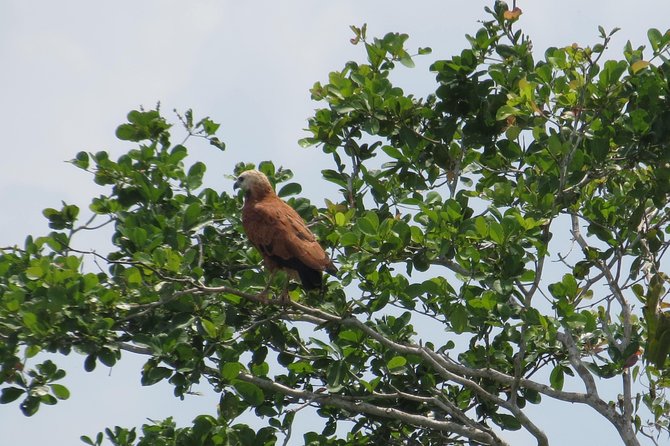 Crooked Tree Small-Group Bird-Watching Tour From Belize City (Mar ) - Bird-Watching Experience