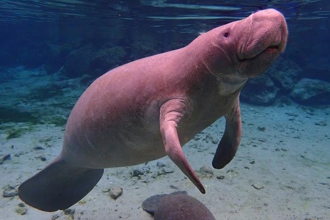 Crystal River Guided Swim With the Manatees - Tour Details