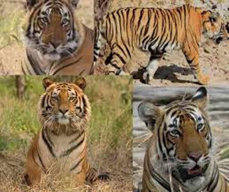 Delhi: Ranthambore National Park 3-Day Trip W/ Tiger Safari