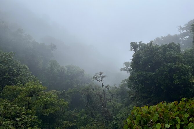 Explore and Learn on a Tour of the Magic Monteverde Cloud Forest - What to Expect