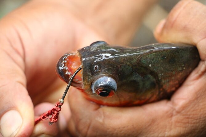 Fish in the Amazon River