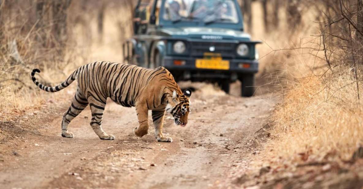 From Delhi: 3-Days Private Ranthambore Wildlife Safari Tour