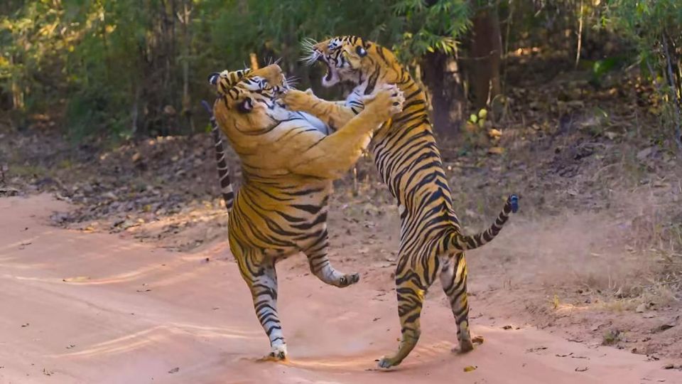 From Delhi: 3 Days Tour of Ranthambore Tiger Safari - Departure From Delhi to Ranthambore