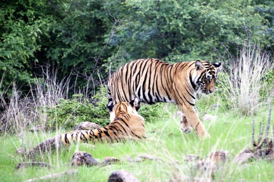 From Delhi: 4 Day Golden Triangle & Ranthambore Tiger Safari - Itinerary Overview