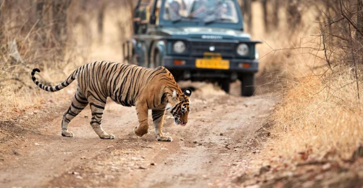 From Delhi: 4-Day Golden Triangle & Ranthambore Tiger Safari - Booking Details