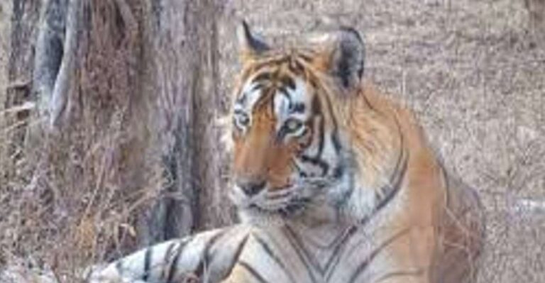 From Delhi: 5 Days Golden Triangle W/Ranthambore Tiger Safai