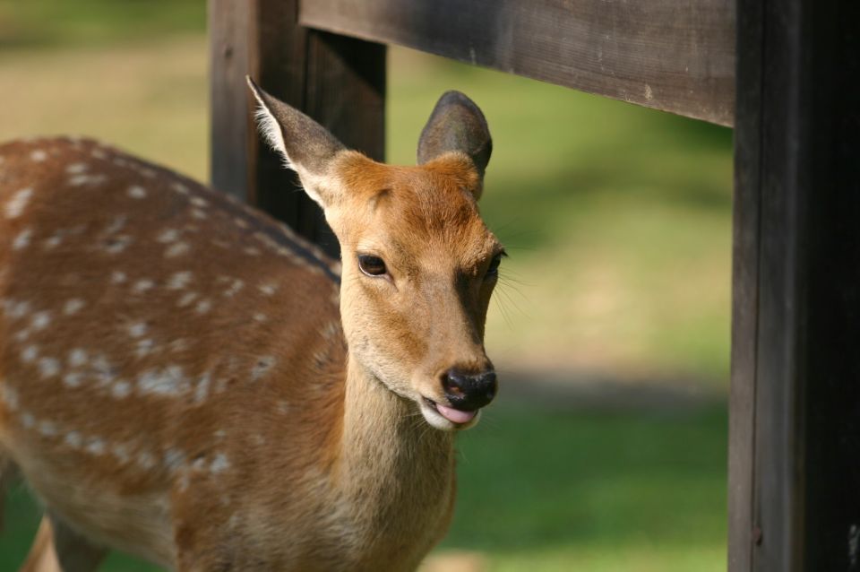 From Kyoto: Nara Guided Half Day Bus Tour