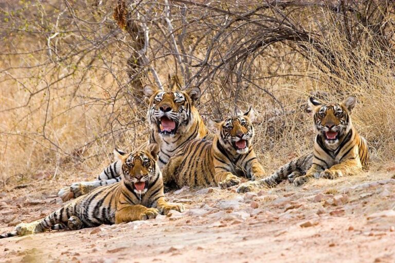 From New Delhi: 5-Day Golden Triangle Trip With Ranthambore