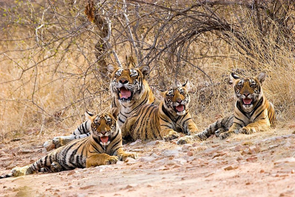 From New Delhi: 5-Day Golden Triangle Trip With Ranthambore - Overview of the Golden Triangle Tour