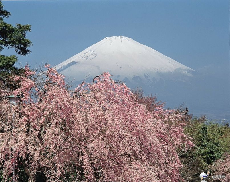 From Tokyo: 1 Day (SIC) Mount Fuji Gotemba Premium Outlet