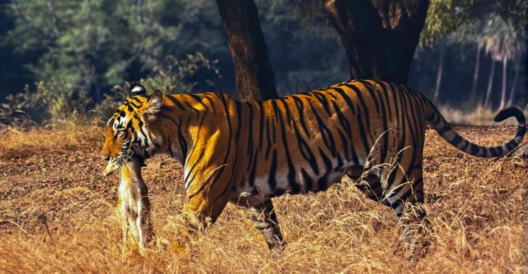 Golden Triangle Tour With Ranthambore by Car 6 Nights 7 Days