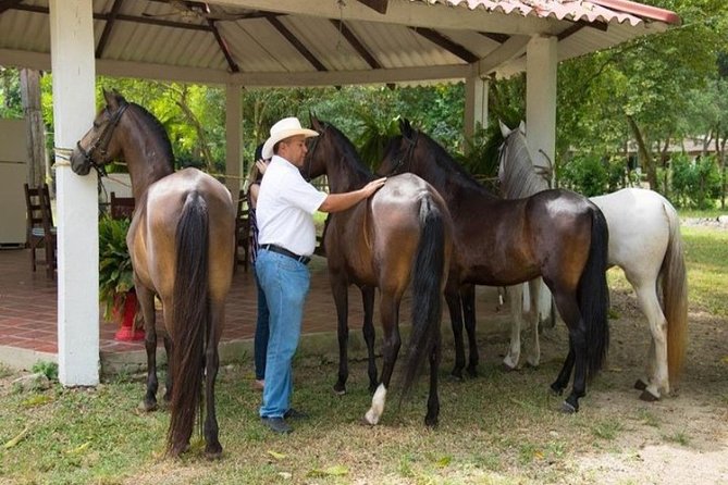 Horseback Riding on the Beach With Paso Colombiano Show - Tour Details