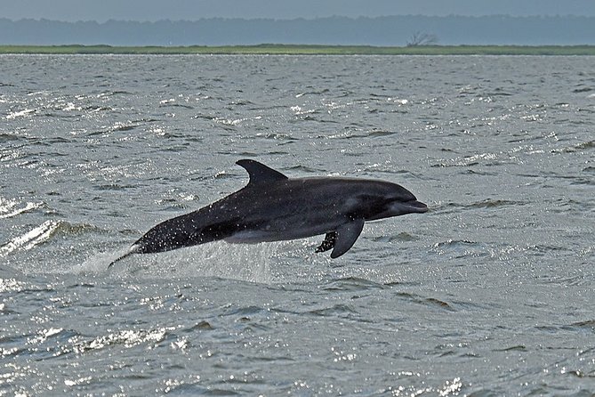 Jekyll Island Dolphin Tours