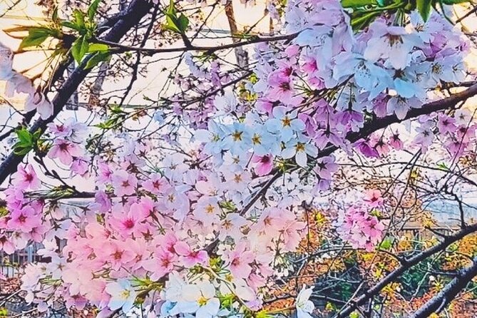 Licensed Guide Tokyo Meguro Cherry Blossom Walking Tour - Tour Overview