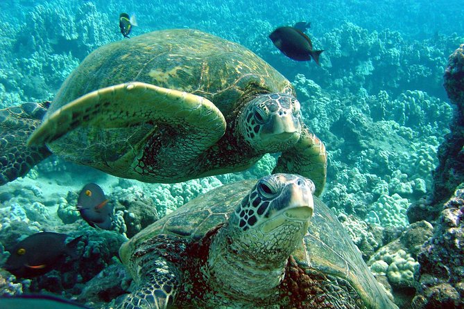 Makena Turtle Town Eco Adventure in Maui - Tour Details