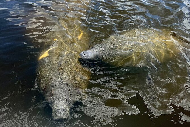 Manatee Sightseeing and Wildlife Boat Tour - Tour Highlights