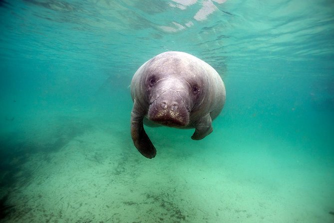 Manatee Snorkel Tour With In-Water Divemaster/Photographer - Booking Information and Policies