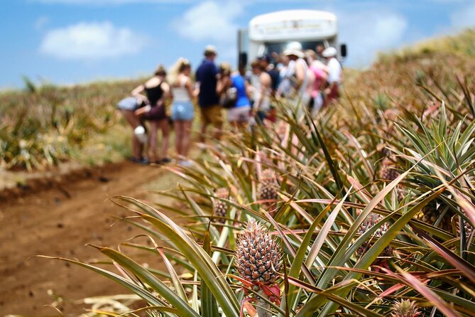 Maui Pineapple Farm Tour in Haliimaile - Tour Highlights