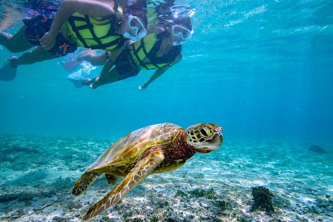 Miyakojima / Snorkel Tour to Swim With Sea Turtles