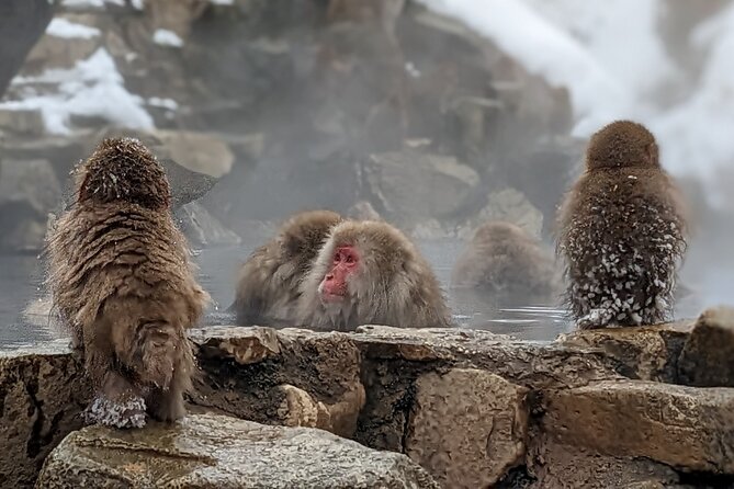 Nagano Snow Monkey 1 Day Tour With Beef Sukiyaki Lunch From Tokyo - Tour Itinerary