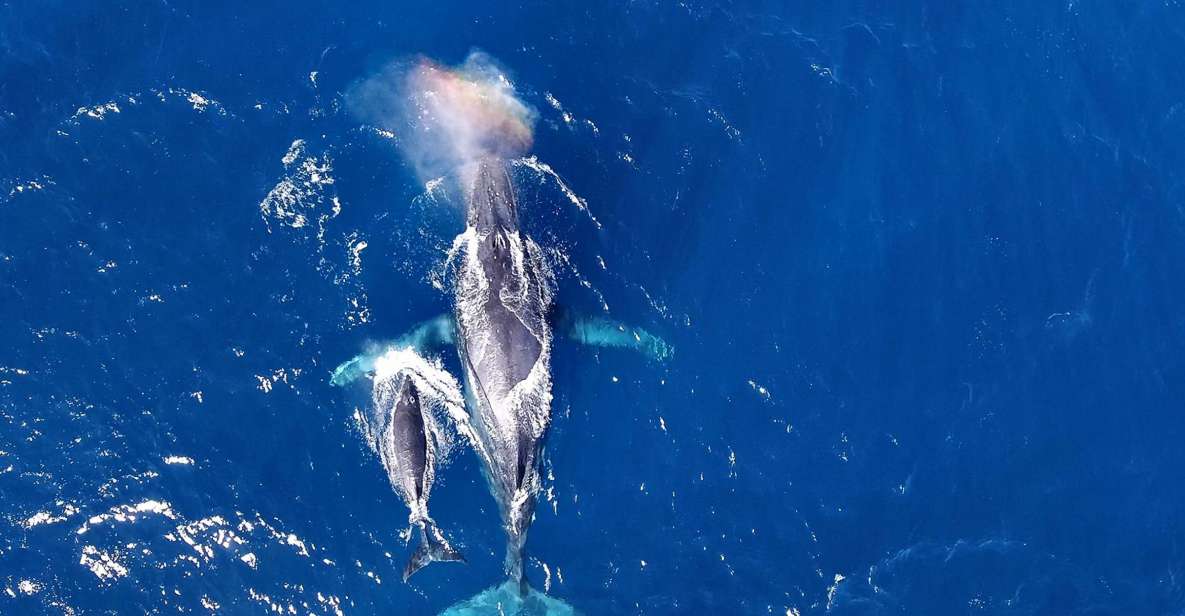 Naha, Okinawa: Kerama Islands Half-Day Whale Watching Tour - Tour Overview