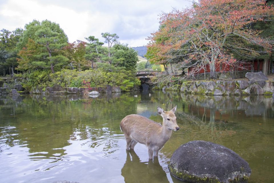 Nara Like a Local: Customized Guided Tour - Booking and Logistics