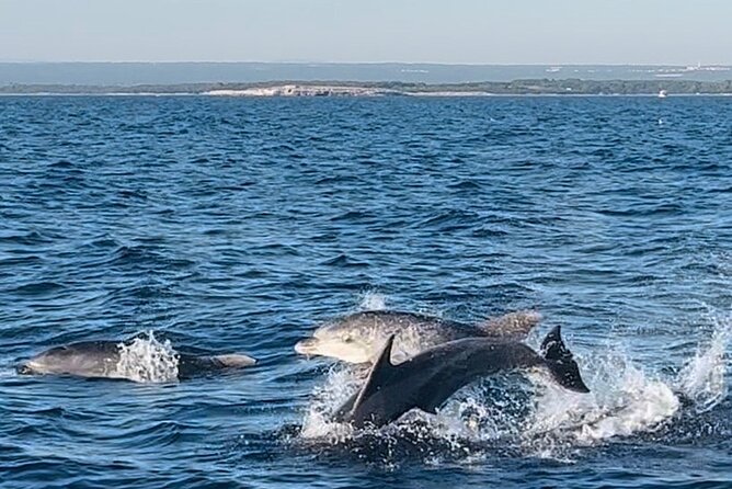 National Park Brijuni Tour From Pula With Dolphins, Sunset&Dinner