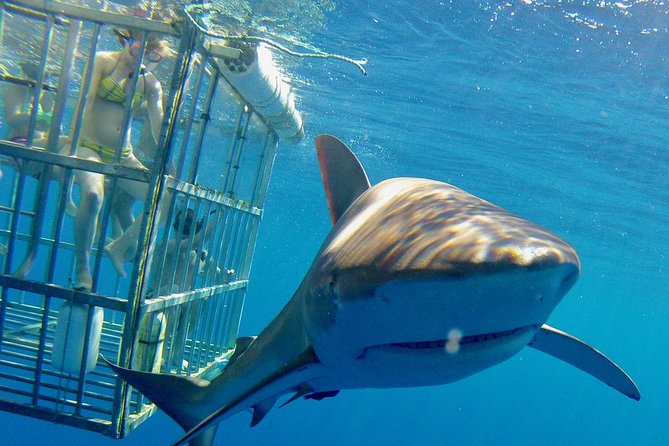 Oahu Shark Dive - Inclusions