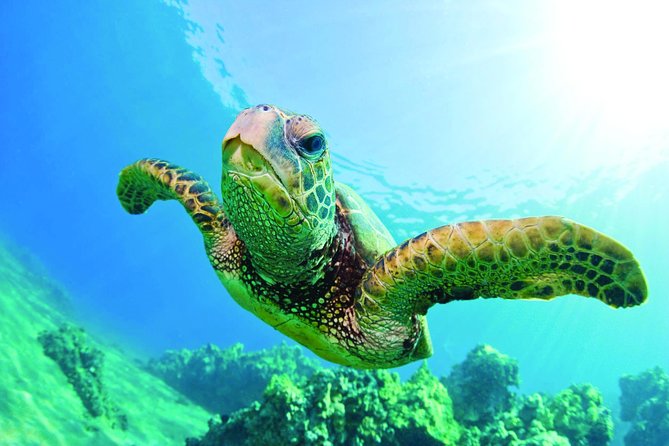 Oahu Turtle Canyon Snorkel Catamaran Cruise With Green Turtles - Customer Reviews