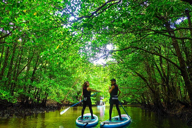[Okinawa Iriomote] Sup/Canoe Tour in a World Heritage - Tour Highlights
