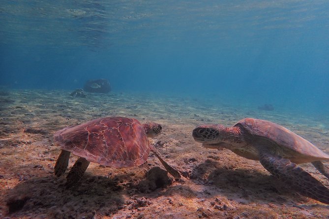 [Okinawa Miyako] Swim in the Shining Sea! Sea Turtle Snorkeling