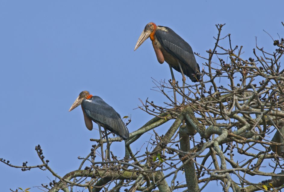 Prek Toal Bird Sanctuary and Great Lake Tour in Cambodia