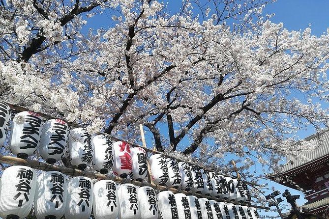 Private Full-Day Cherry-Blossom Tour of Tokyo With Tsukiji - Tour Highlights