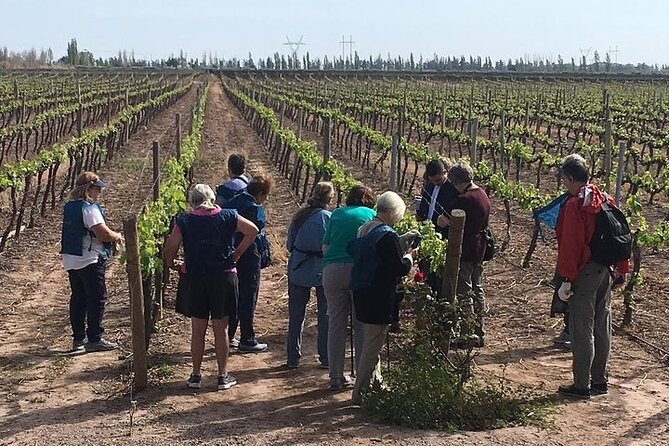 Small Group Tour in 2 Wineries in Luján De Cuyo or Maipú
