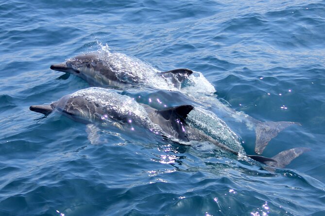 Thrilling Dolphin Encounter: Vrsars Aquatic Safari