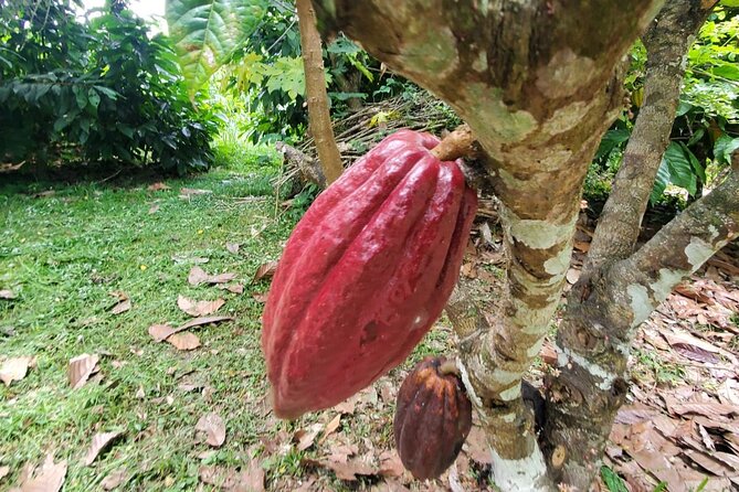 Traditional Chocolate Making in Belize - Chocolate-making Process in Belize