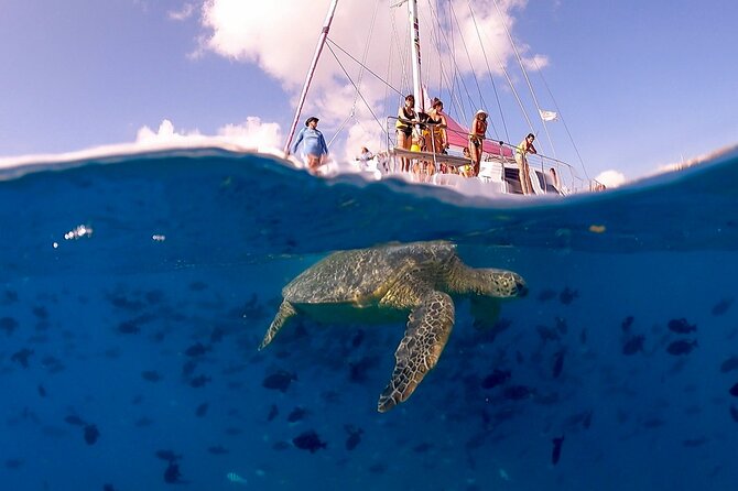 Turtle Snorkeling Adventure in Waikiki (Boat Tour)