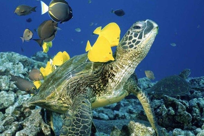 Waikiki Turtle Snorkel Adventure With Manakai Catamaran - Adventure Highlights