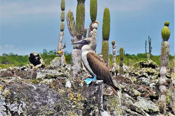 7-Day Galapagos Magic Expedition - Accommodation Information