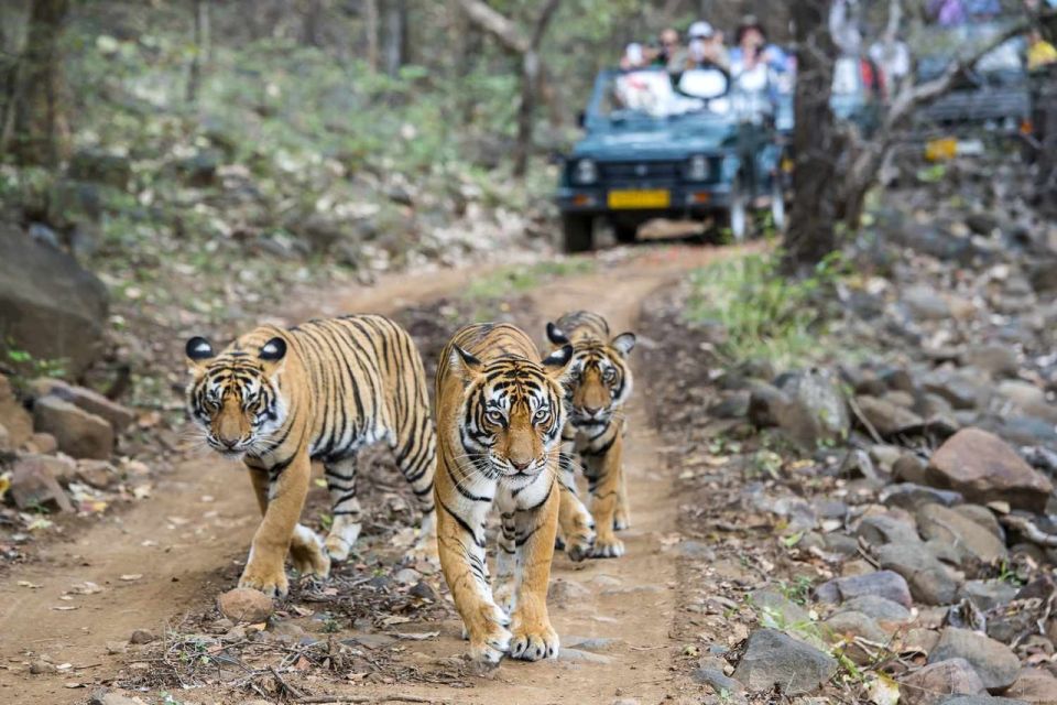 7-Day Golden Triangle Tour With Ranthambore Tiger Safari - Included Services