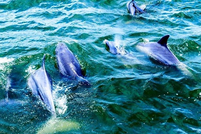 Alabama Gulf Coast Dolphin Cruise - Water Battles