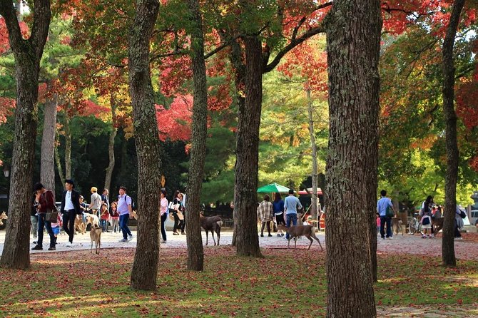 All Must-Sees in 3 Hours - Nara Park Classic Tour! From JR Nara! - Guide Expertise and Reviews