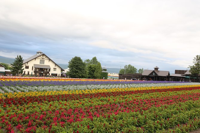 Asahiyama Zoo, Blue Pond, Farm Tomita, Ningle Terrace (from Sapporo) - Farm Tomita Experience