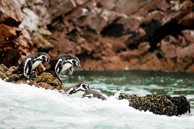 Ballestas Islands Tour for Passengers of the Puerto San Martin Cruise - Support and Booking Information
